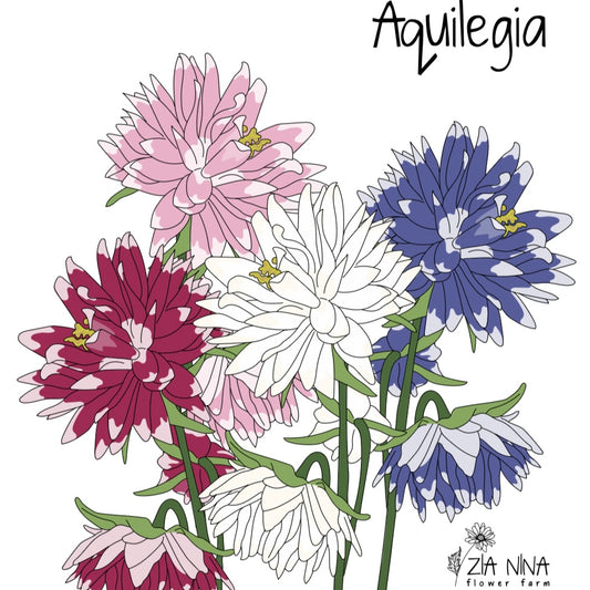Aquilegia vulgaris barlow mixed