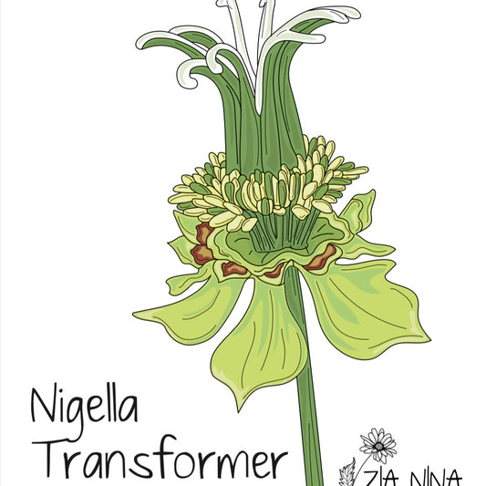 Nigella Transformer