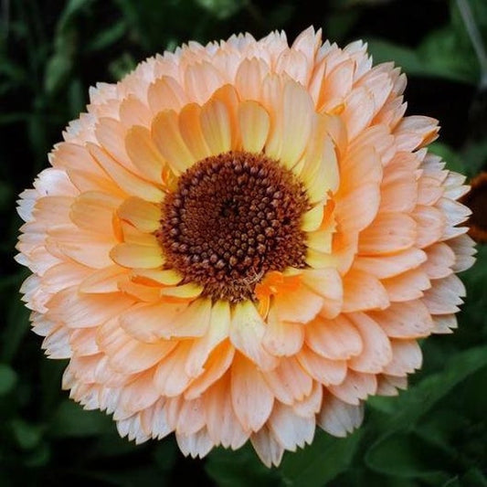 Calendula officinalis ‘Pink Surprise’