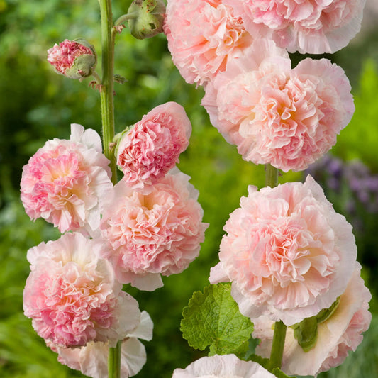 Alcea rosea ‘Chater’s Salmon Pink’