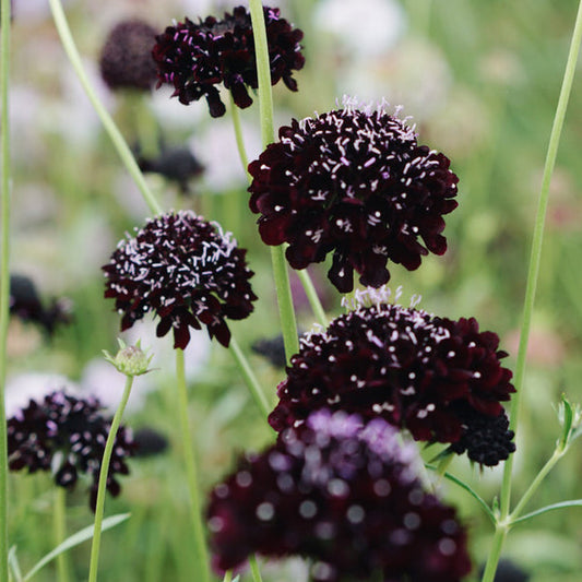 Scabiosa atropurpurea ‘Black Knight’