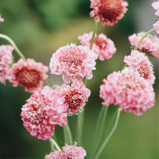 Scabiosa atropurpurea ‘Salmon Queen’