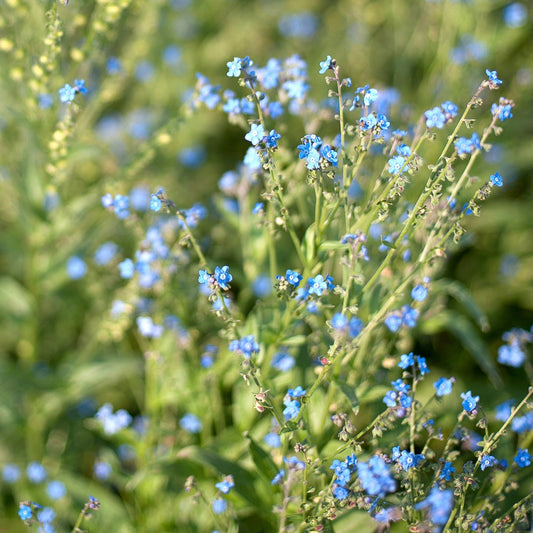 Cynoglossum amabile ‘Blue’