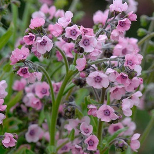 Cynoglossum amabile ‘Mystery Rose’