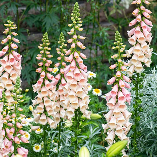 Digitalis purpurea ‘Dalmatian Peach’