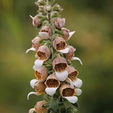 Digitalis lanata ‘Café Crème’