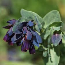 Cerinthe major ‘Purpurascens Kiwi Blue’