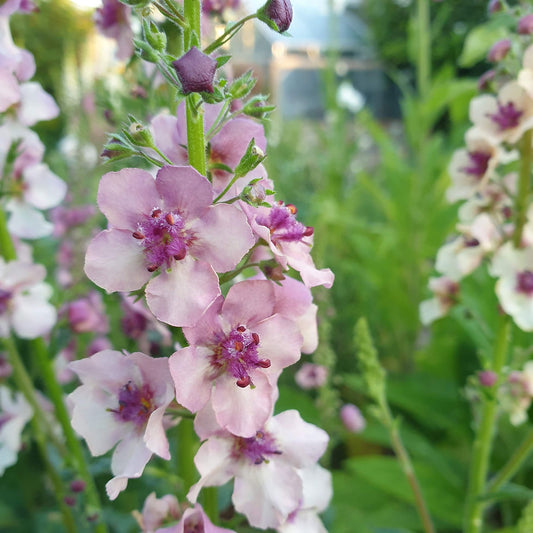 Verbascum hybrida ‘Southern Charm’