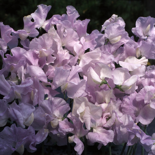 Lathyrus odoratus ‘Spencer Arthur Hellyer’