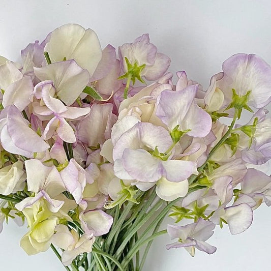 Lathyrus odoratus ‘Spencer Old Times’