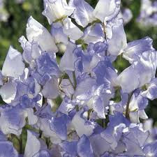 Lathyrus odoratus ‘Spencer Blue Ripple’