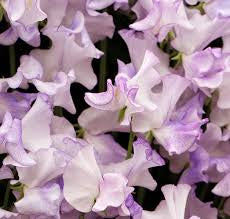 Lathyrus odoratus ‘Spencer Pulsar’