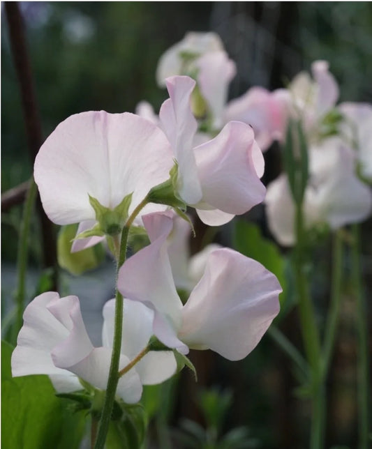 Lathyrus odoratus ‘Winter Sunshine Opal’