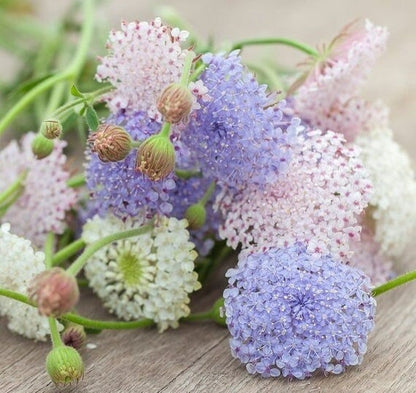Didiscus caeruleus Pink & Blue
