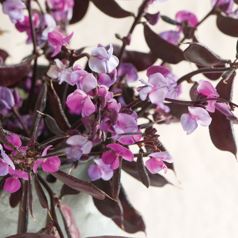 Lablab (Dolichos) purpureus Roby Moon