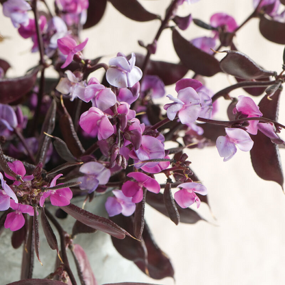 Lablab (Dolichos) purpureus Roby Moon